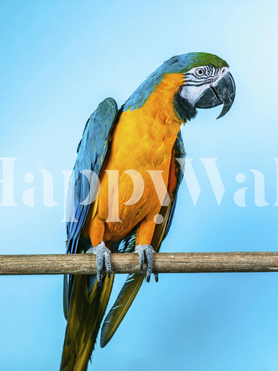 Papel de parede Vibrant Parrot em um quarto