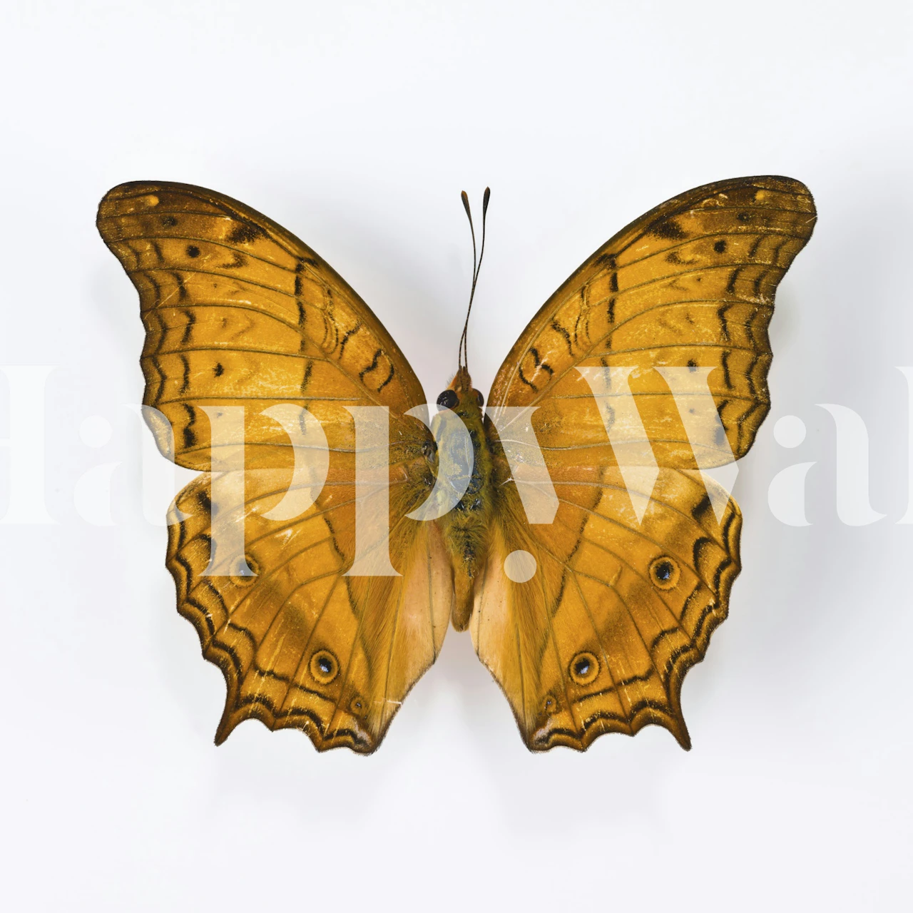 Orange butterfly with detailed wings wall mural wallpaper