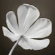 Graceful Tulip