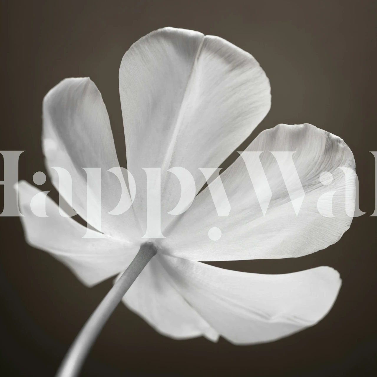 White tulip petals against a dark background wallpaper