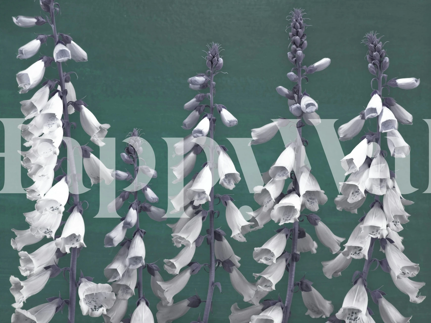 Foxglove flowers wallpaper in a room