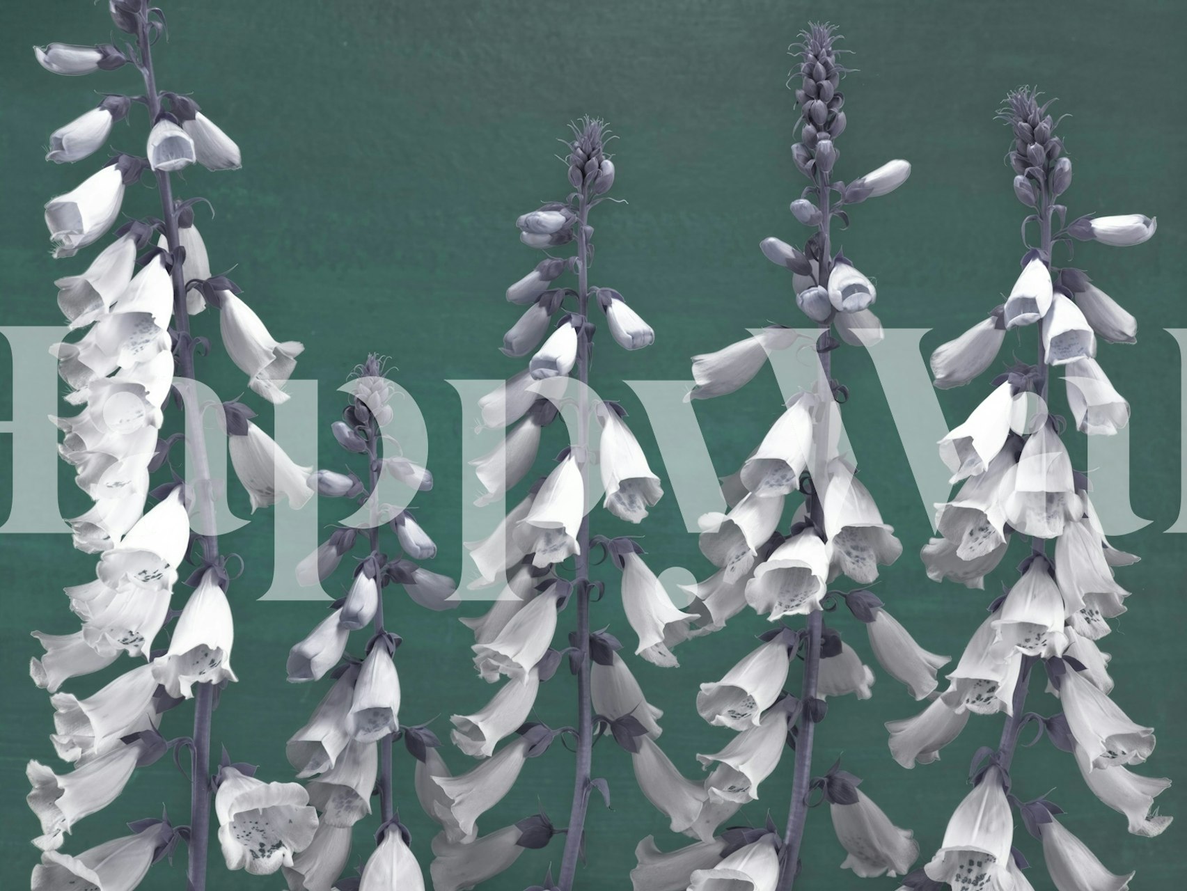 Tapeta Foxglove flowers u sobi