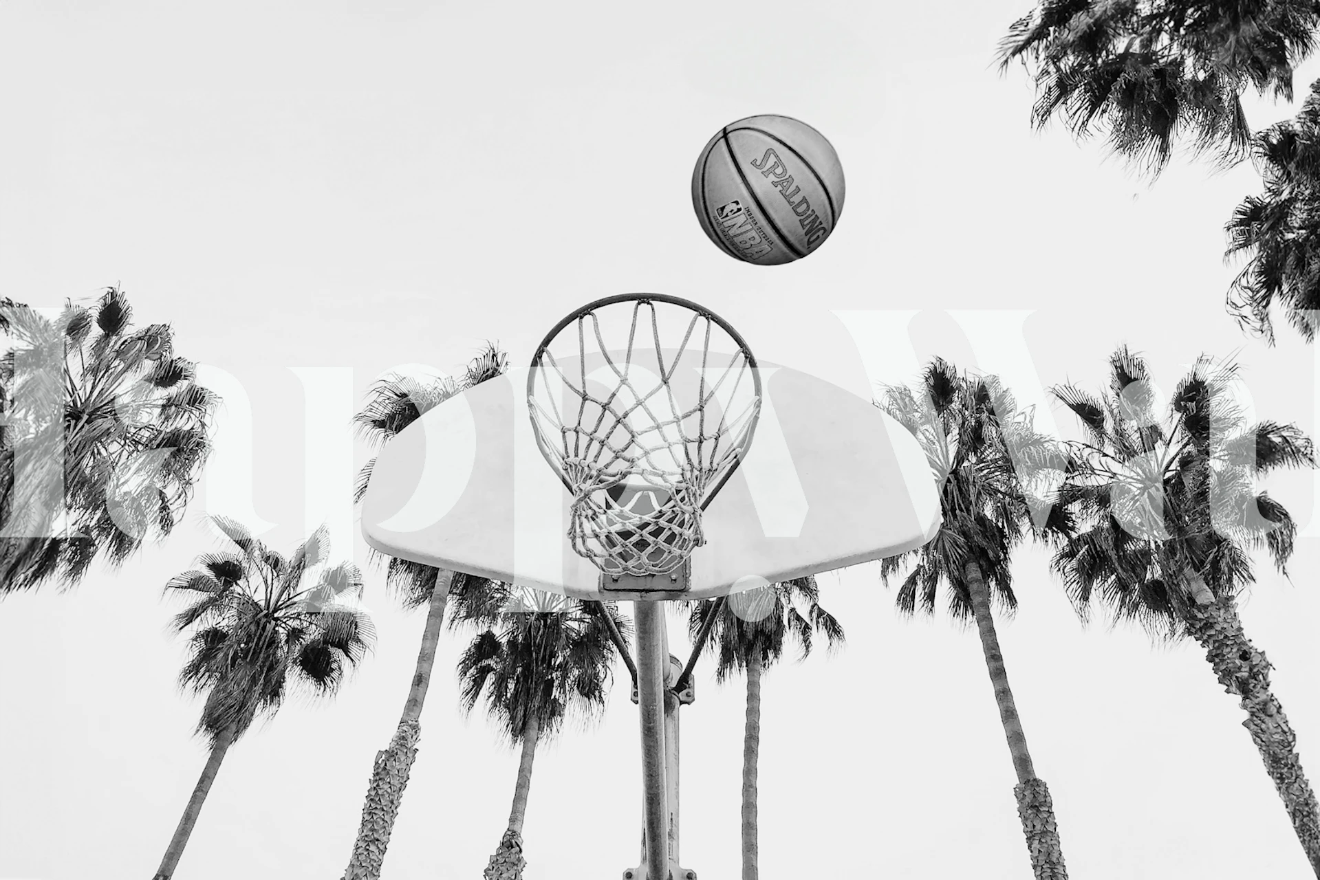 Aro de baloncesto con papel tapiz de palmeras