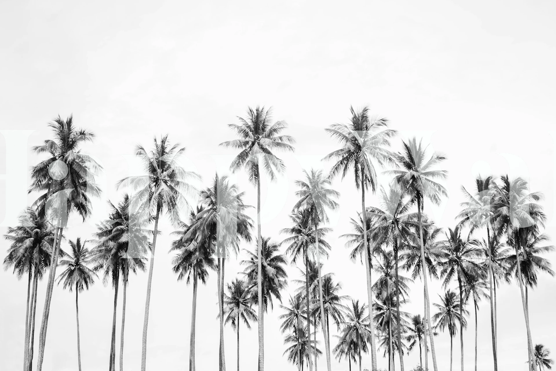 Black and white tropical palm trees wallpaper