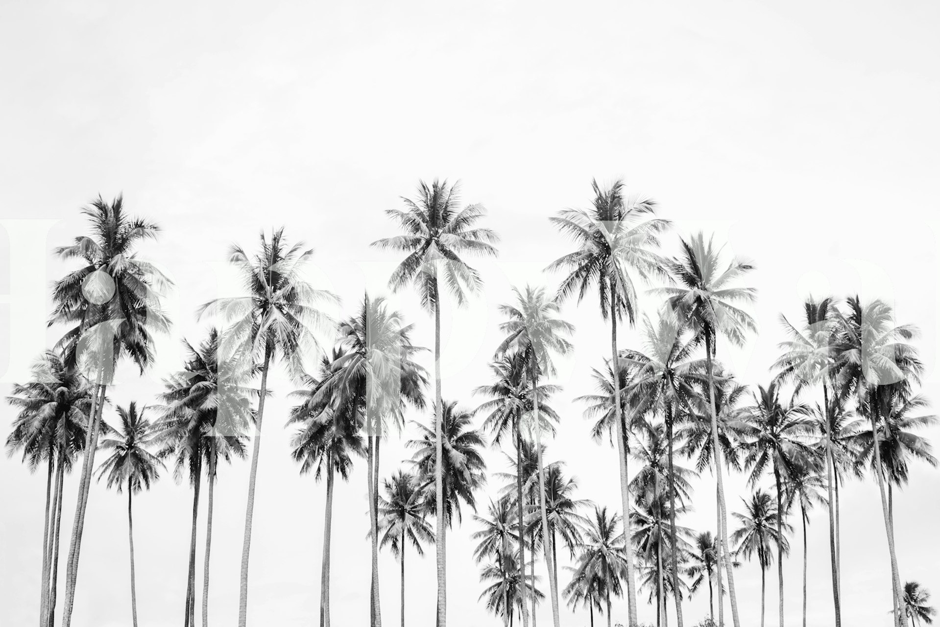 Black and white tropical palm trees wallpaper