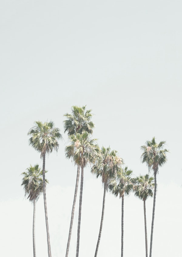 Cali Palms