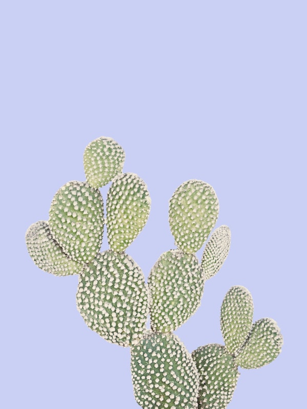 Cactus on Periwinkle