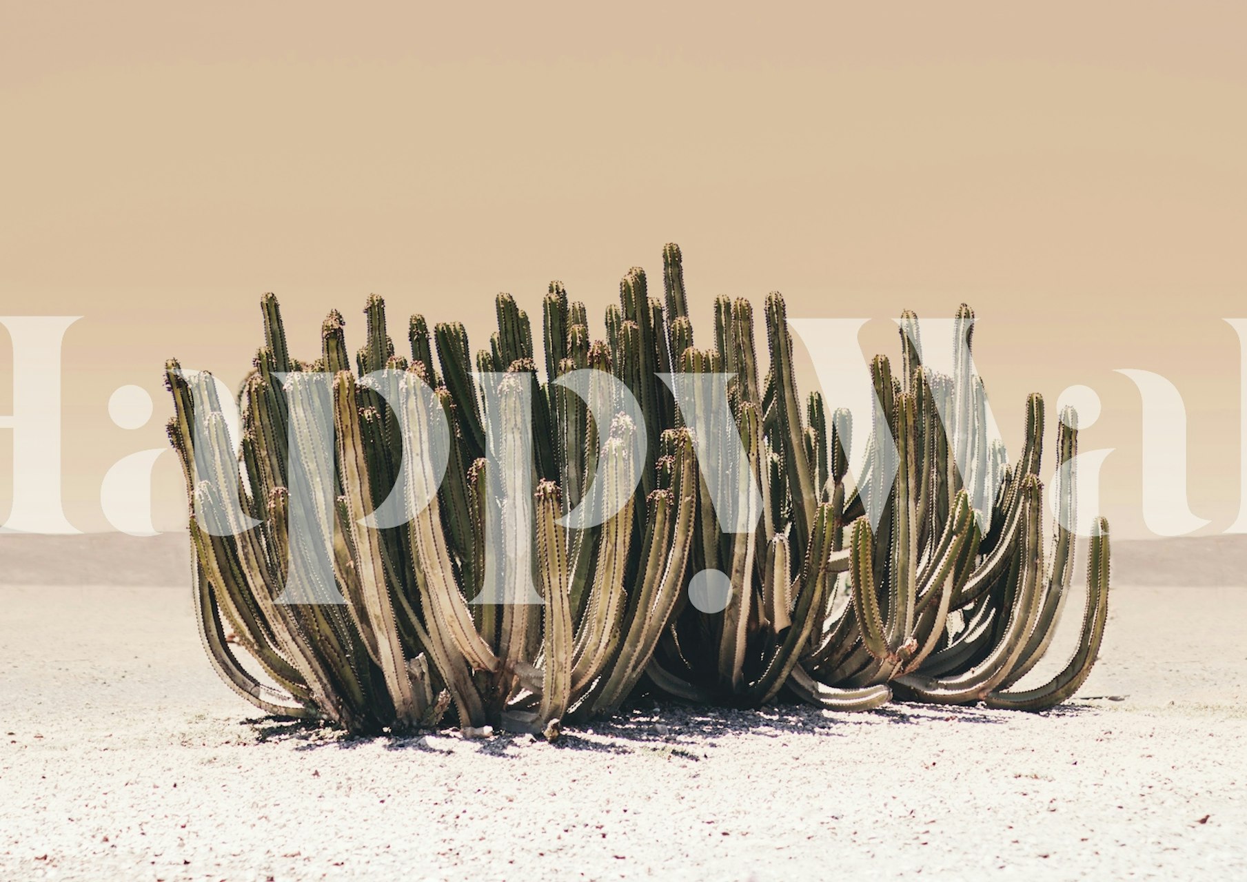 Peach-toned sky over a desert scene with resilient cacti