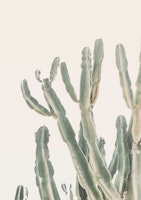 Sunrise cactus tapete