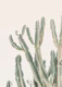 Sunrise cactus