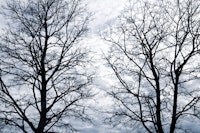 Tree Silhouettes 4 tapeta