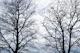 Tree Silhouettes 4