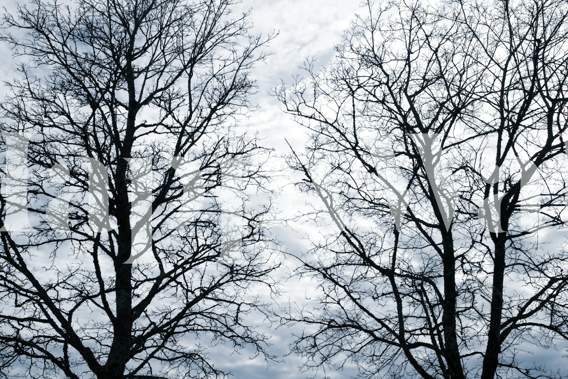 Silhouettes of black trees against a cloudy sky wallpaper