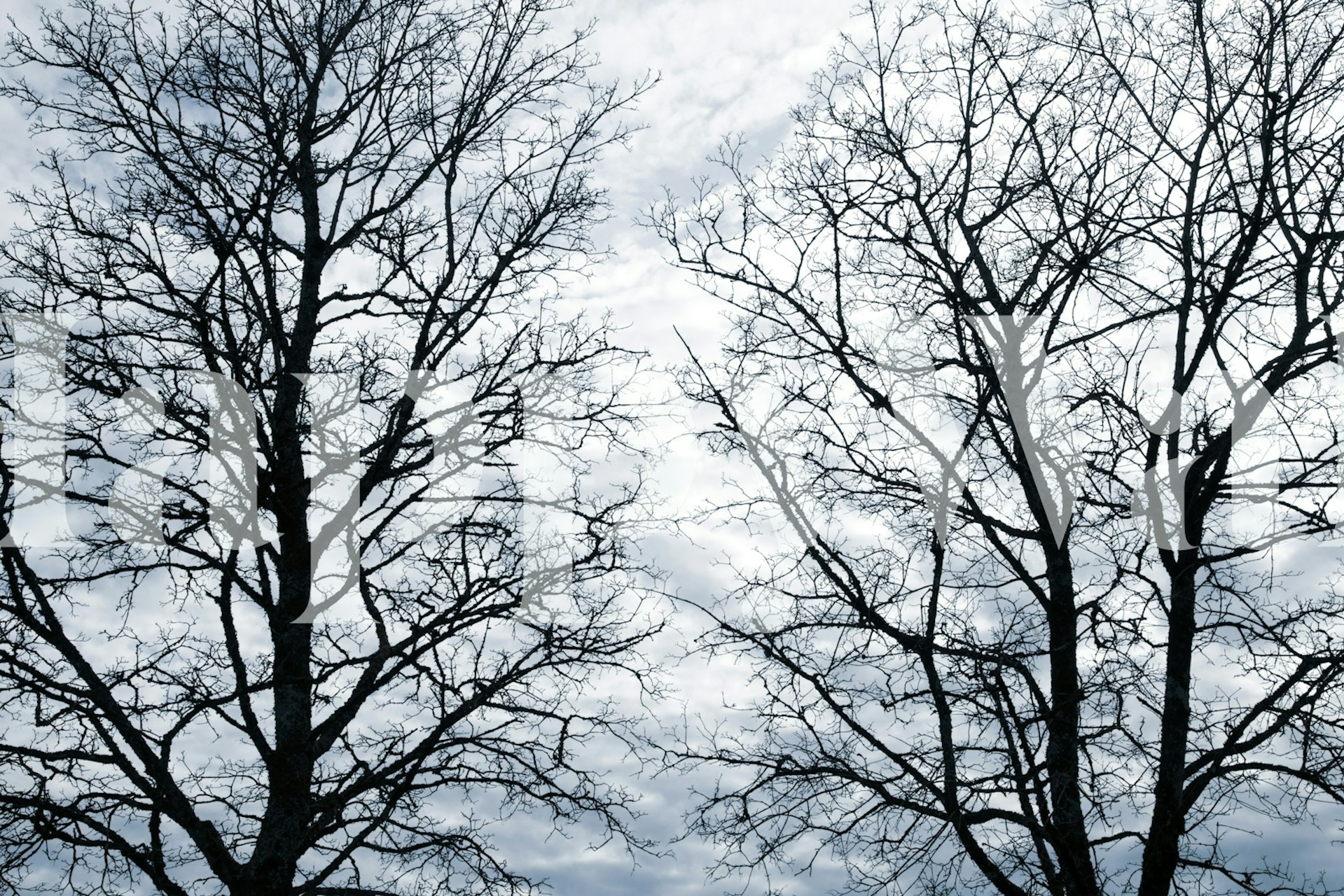 Silhouettes of black trees against a cloudy sky wallpaper