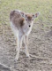 Fawn Bella 1
