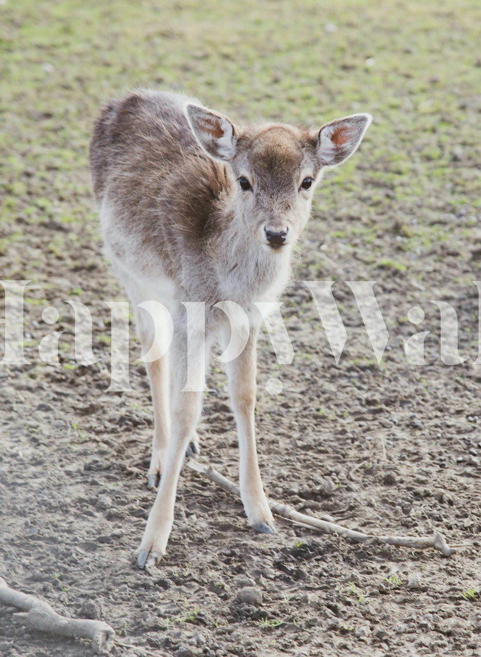 Fawn Bella 1 wallpaper in a room setting