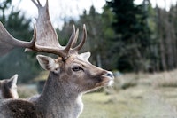 Stag in the Mountain Forest 1 ταπετσαρία