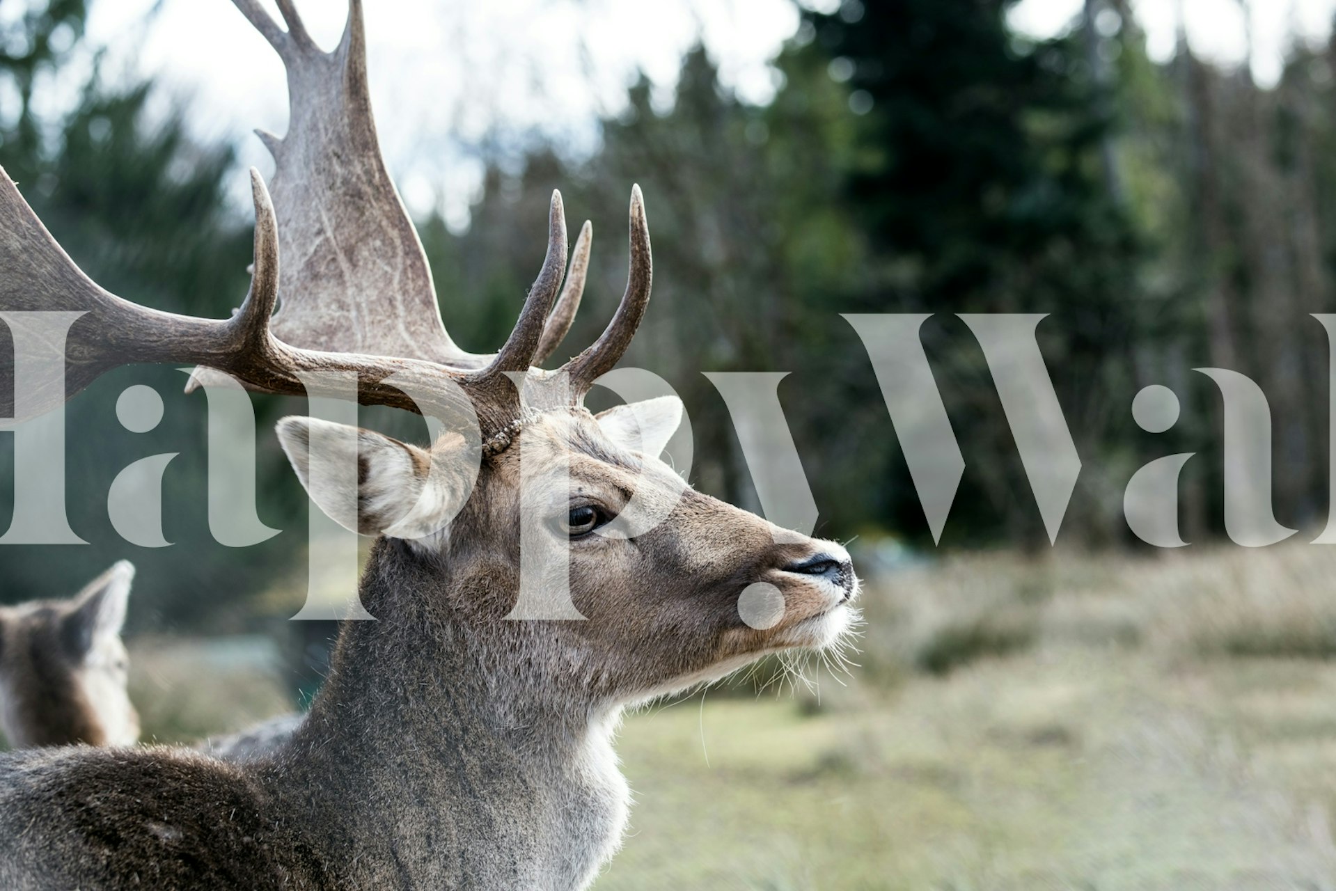 Stag in a mountain forest wallpaper