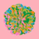CHRYSANTHEMUMS Floral Single Green Pink