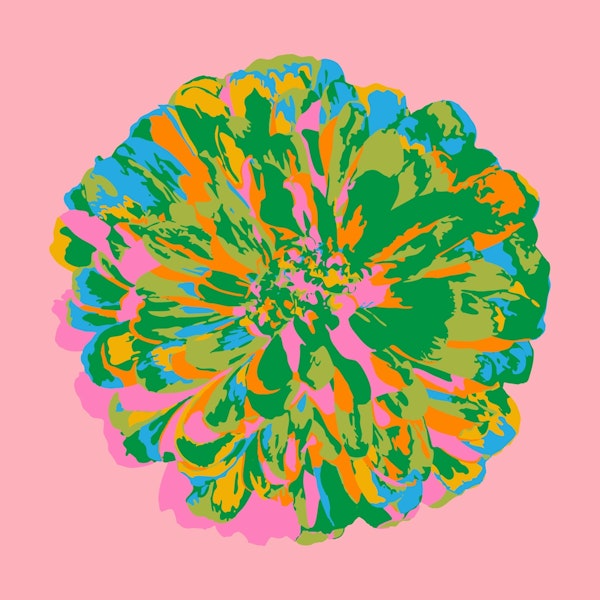 CHRYSANTHEMUMS Floral Single Green Pink