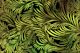 Palm Leaf Jungle