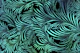 Opulent Palm Leaves