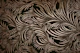 Moody Palm Leaves