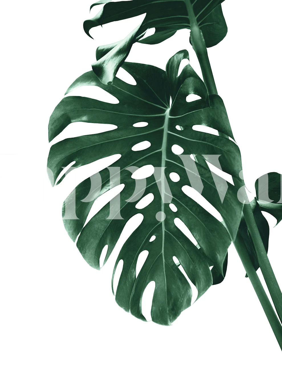 Green monstera leaf on white background wallpaper
