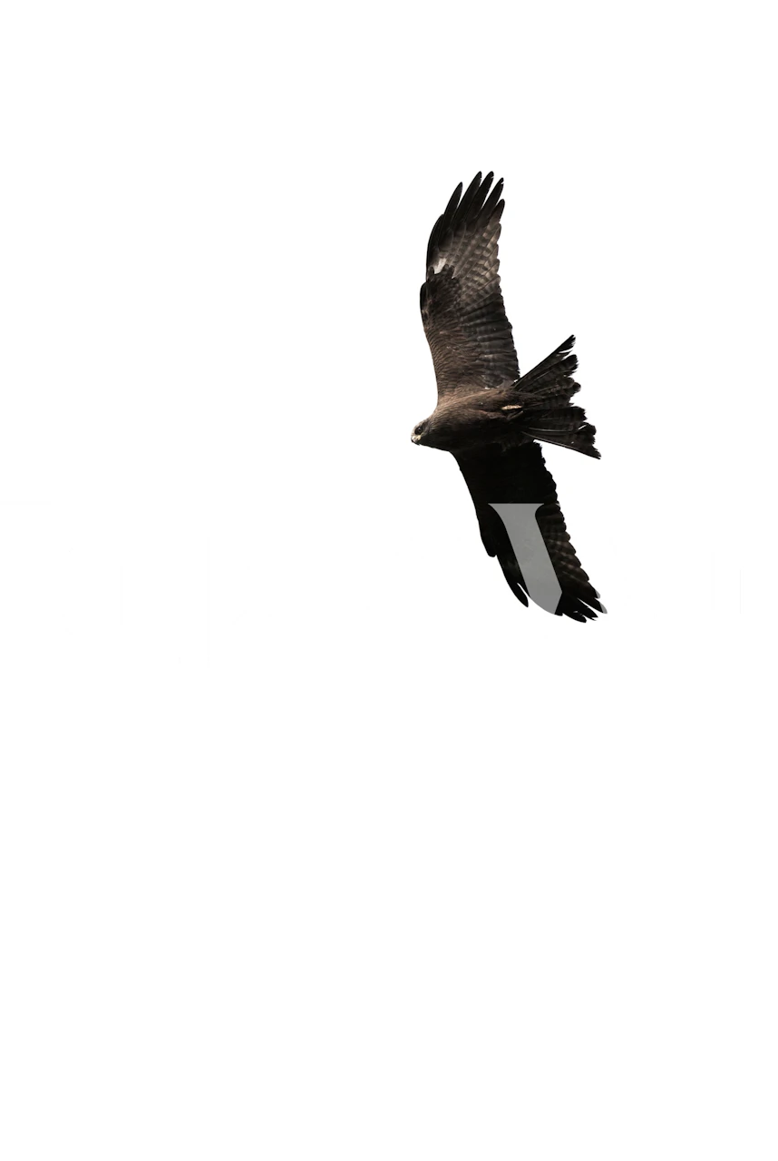 Buzzard bird soaring with outstretched wings against a white background wallpaper
