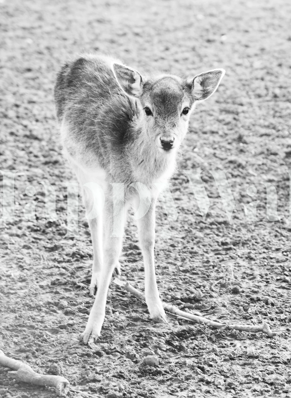 Fawn standing in a natural setting black and white wallpaper