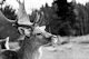 Stag in the Mountain Forest 2