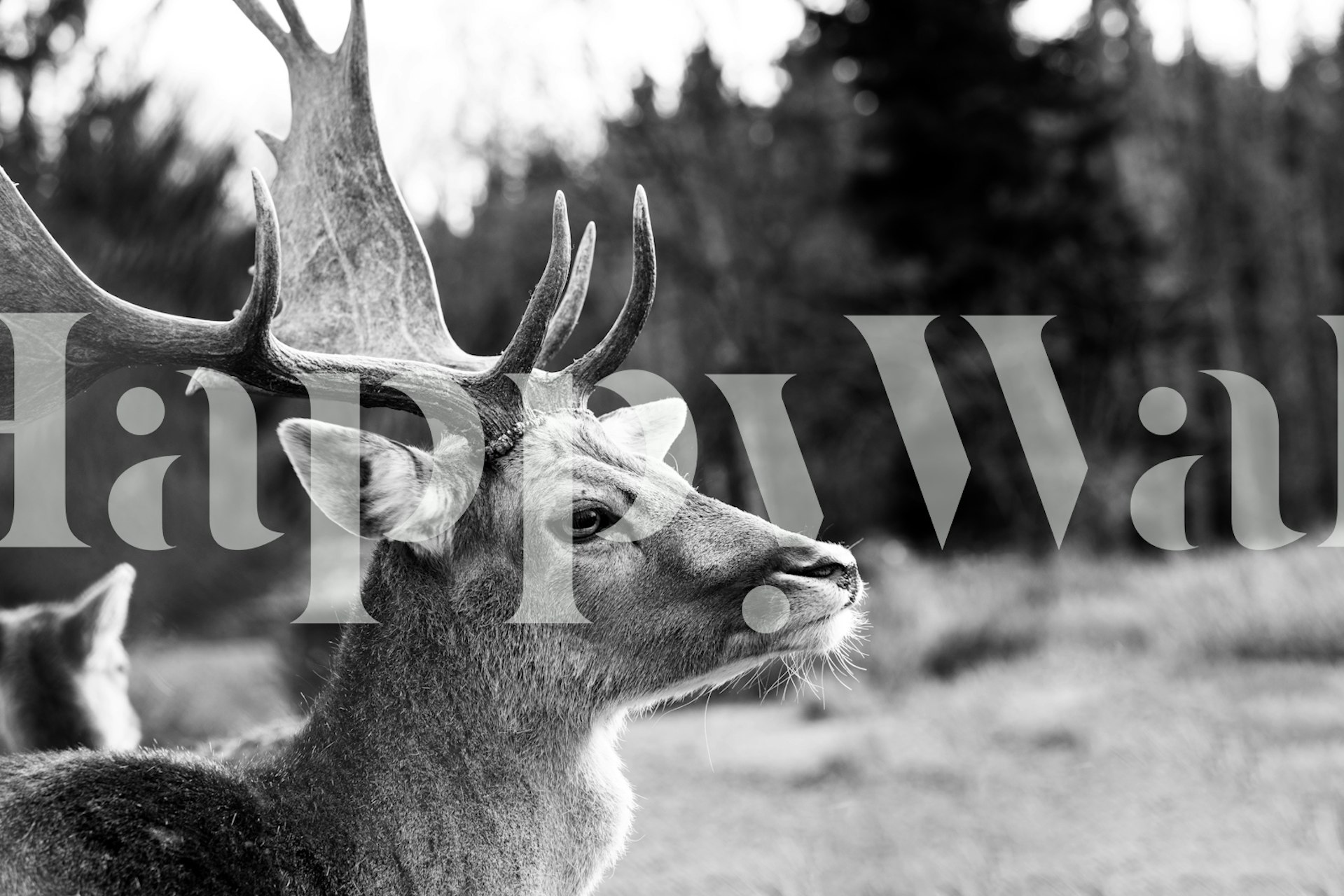Papier peint monochrome représentant un cerf dans une forêt de montagne