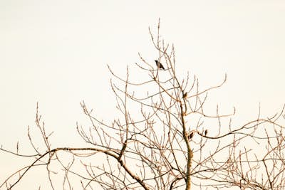 Τοιχογραφία