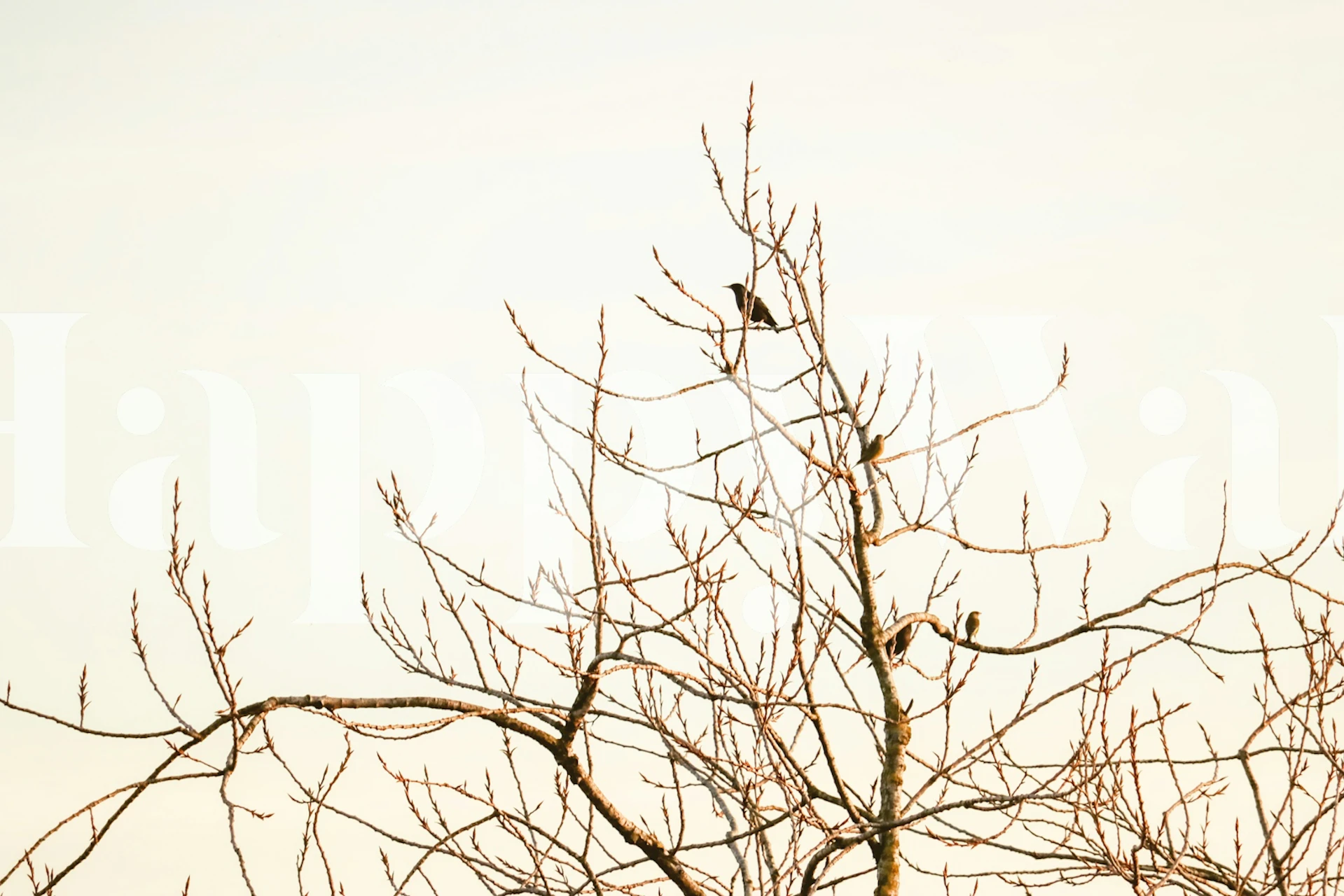 Tree Top Birds wallpaper in a room setting