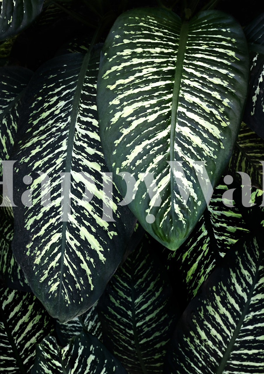 Fototapeta svěže zelené listí džungle se vzory pestrých listů.