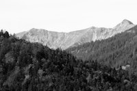 Mountain Tree Bliss 4 tapete