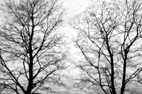 Tree Silhouettes 5 tapeta