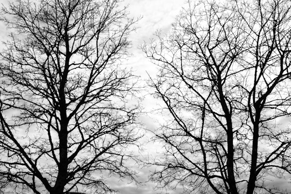Tree Silhouettes 5