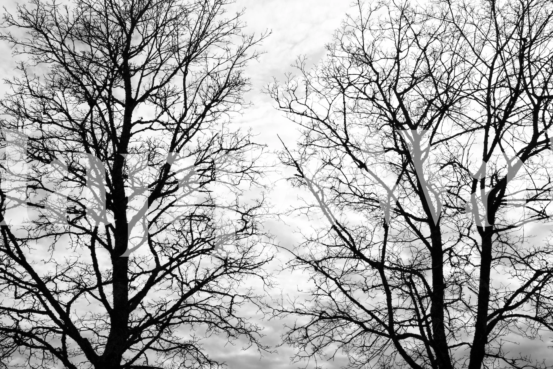 Silhouetted trees against a cloudy backdrop in black and white wallpaper