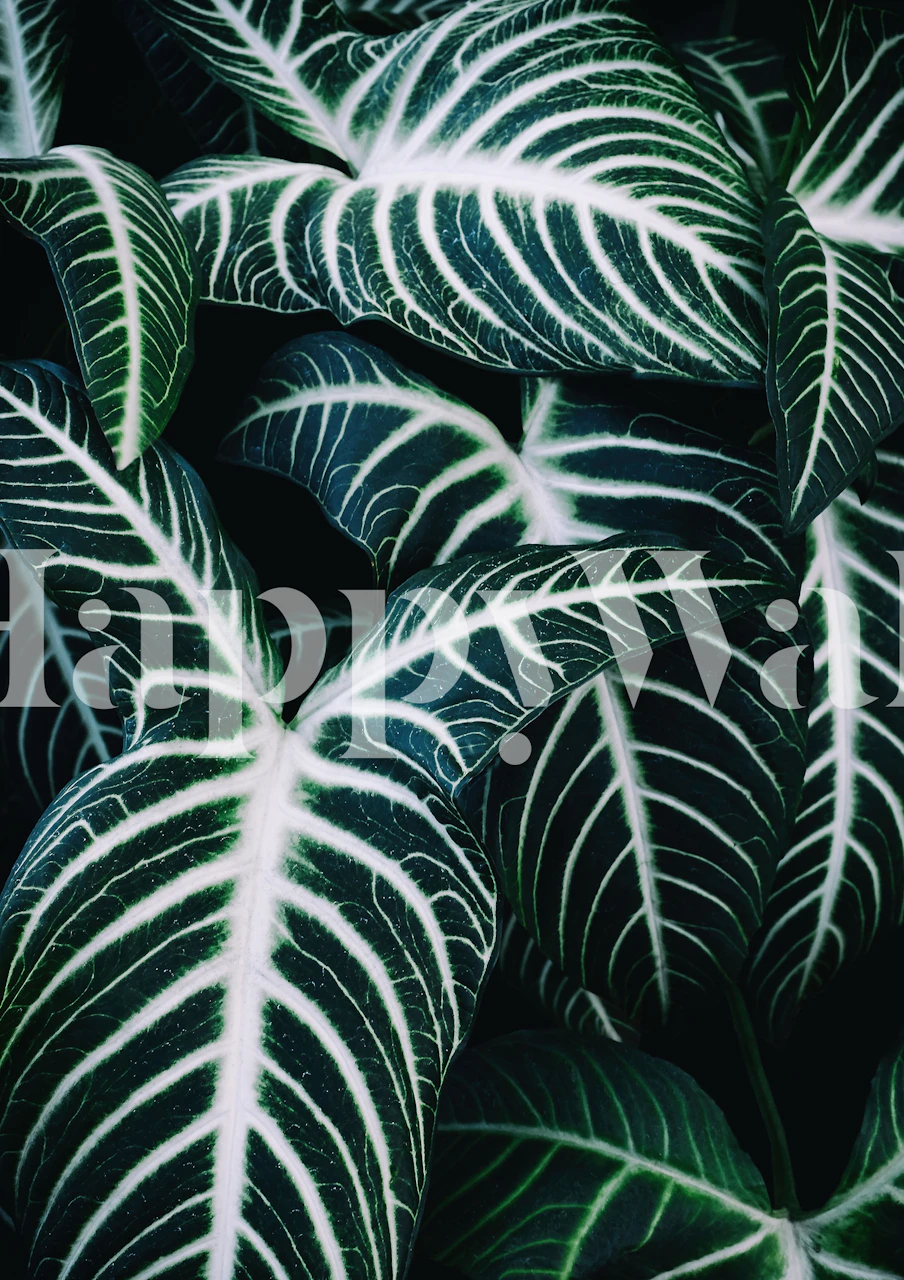 Close-up of green tropical leaves with white veins wallpaper