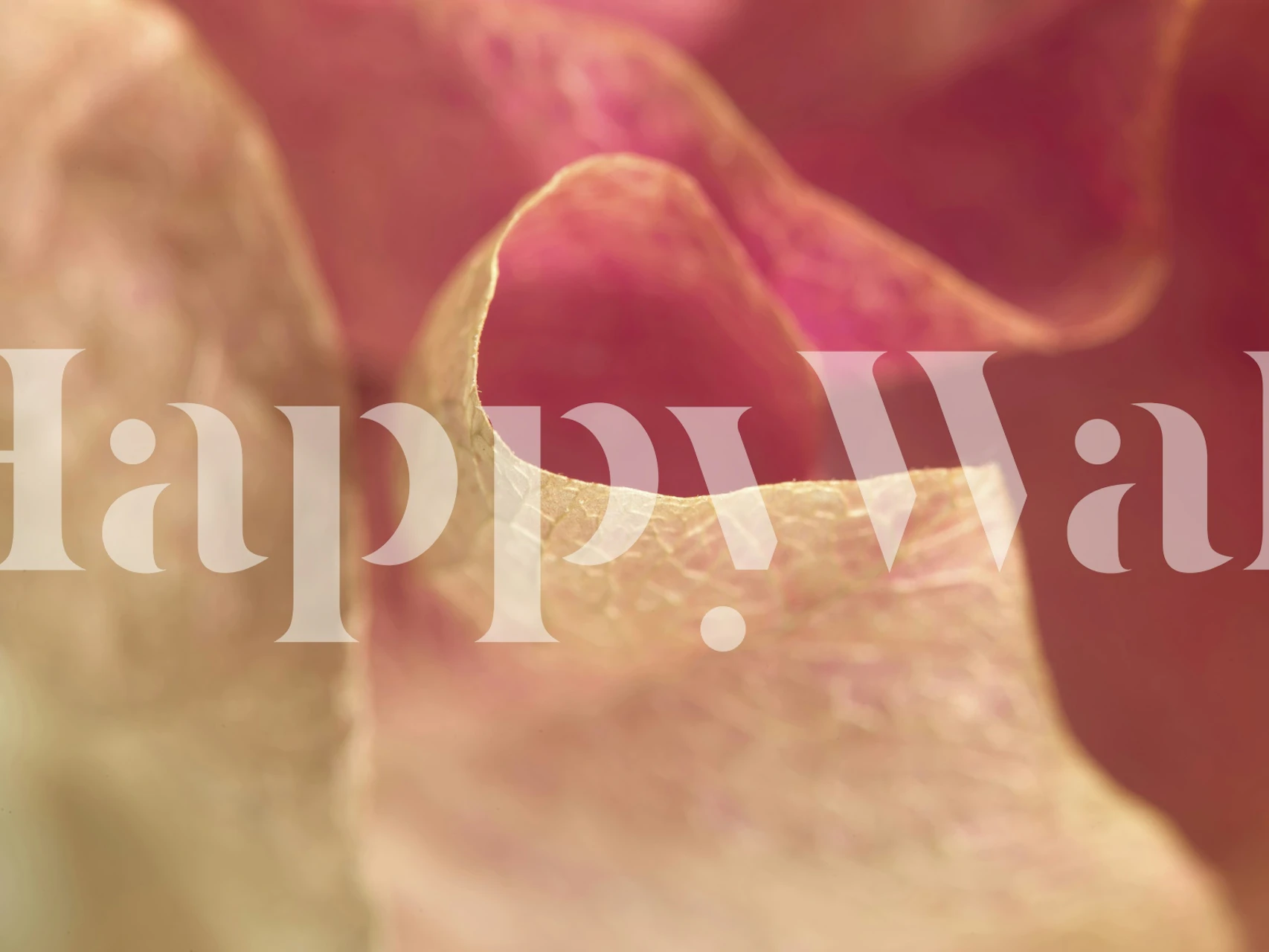 Tapeta Bougainvillea Bliss u modernoj sobi