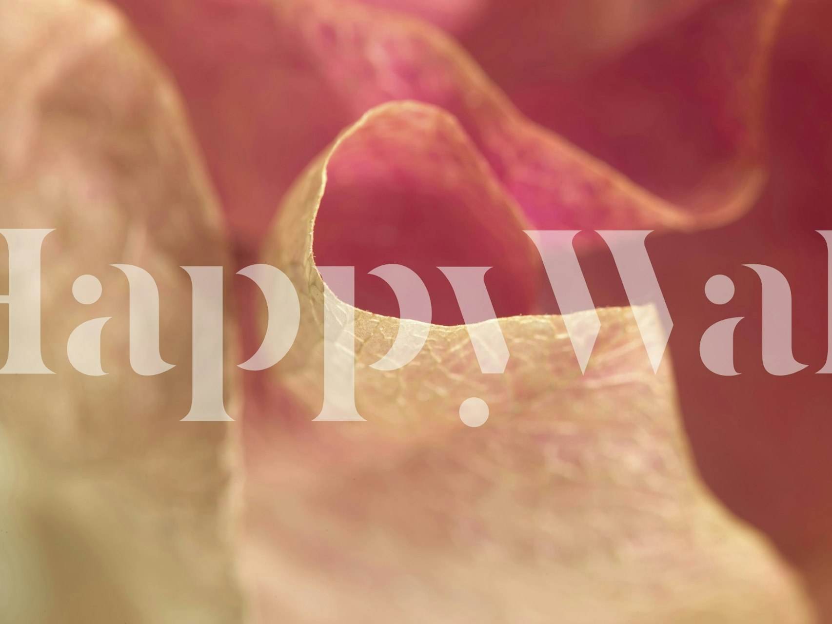 Pink and cream floral detail wallpaper featuring Bougainvillea motifs