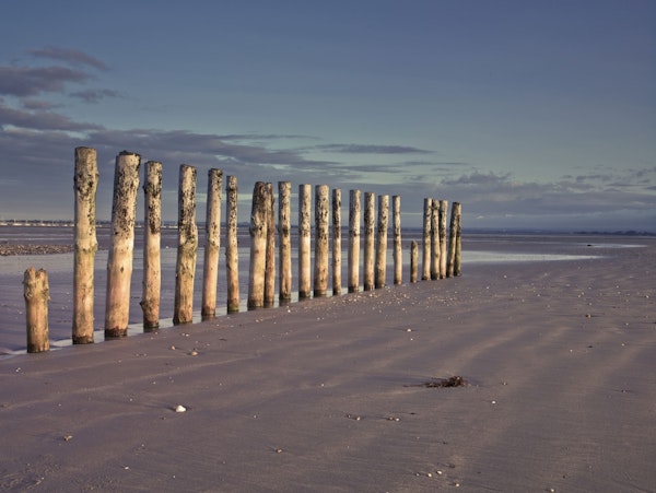 Sentinels of the Shore
