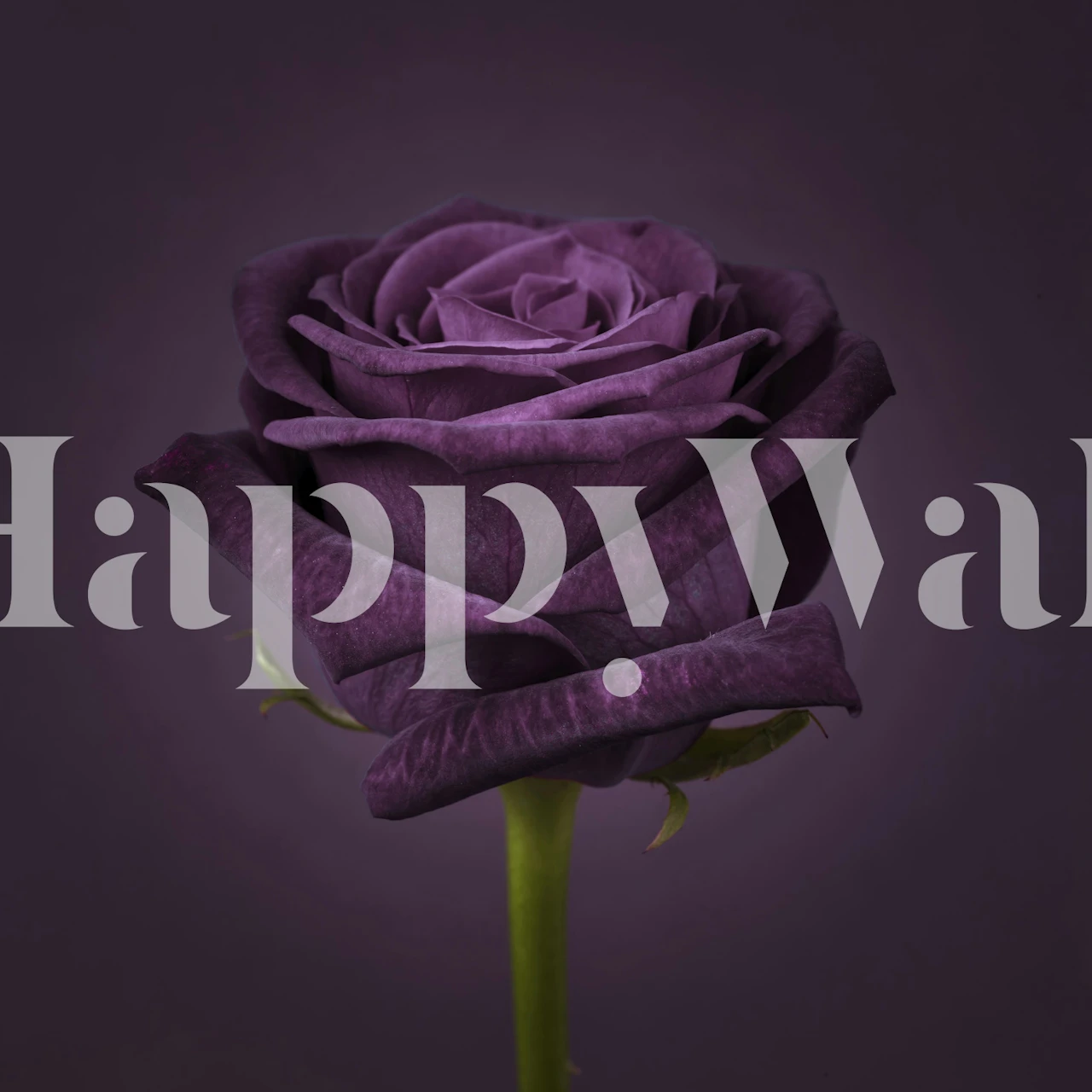 Lila Rosen in einem eleganten Raum