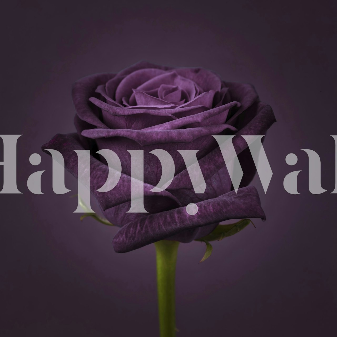 Purple rose wallpaper in an elegant room