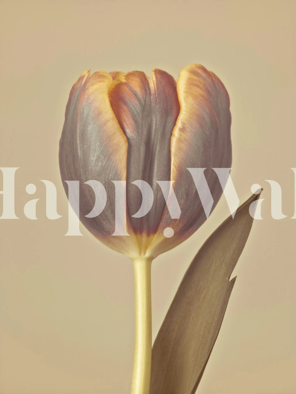 Single tulip on a beige background wallpaper