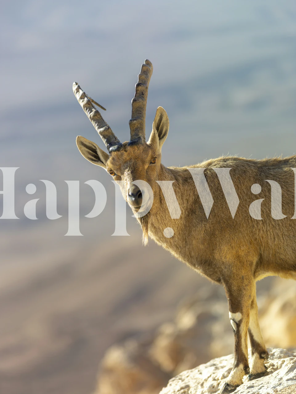 Fjellgeit står på et veggmaleri på toppen