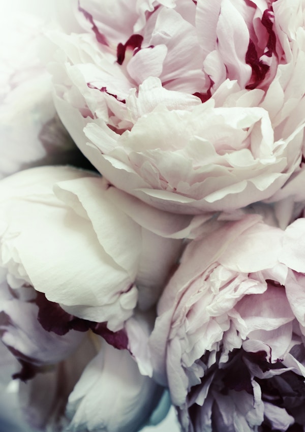 Peonies2
