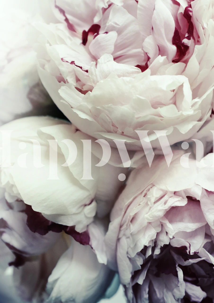 Large pink peonies in soft white background wallpaper