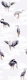 Crane Bird-boys in purple lavender